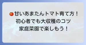 あまたんトマトの育て方徹底解説！家庭菜園で甘いミニトマトを収穫するコツ