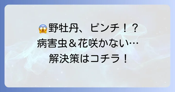 野牡丹のトラブル解決!病害虫と花が咲かない時の対処法
