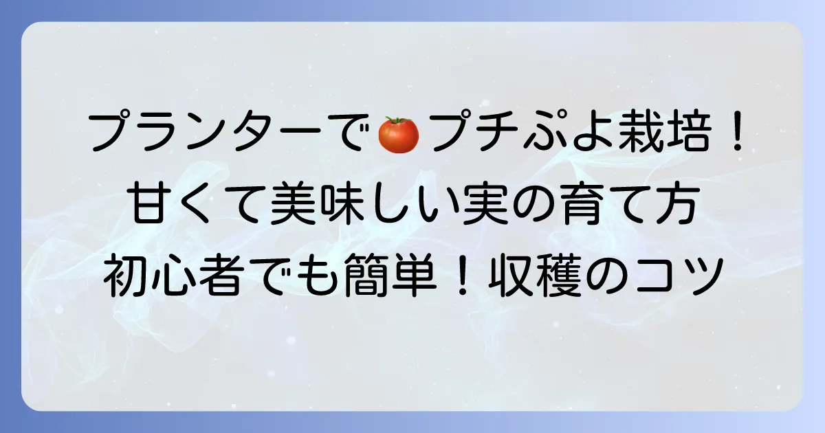 プチぷよの育て方：プランターで成功！甘くて美味しいミニトマトを収穫するコツ
