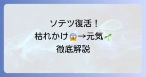 ソテツが枯れる復活のコツ！元気がないソテツを救う原因と対処法を徹底解説