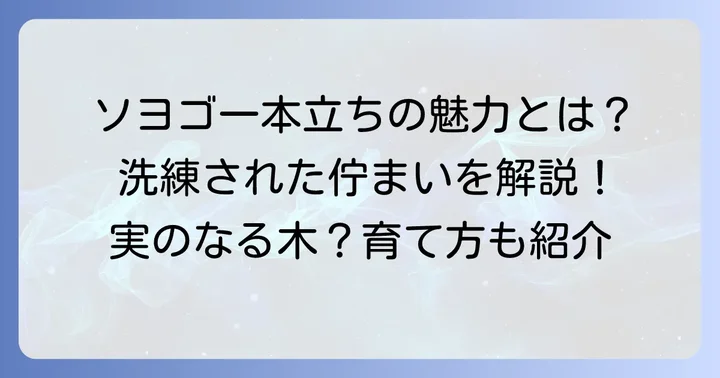 ソヨゴ一本立ちとは？その洗練された魅力と特徴