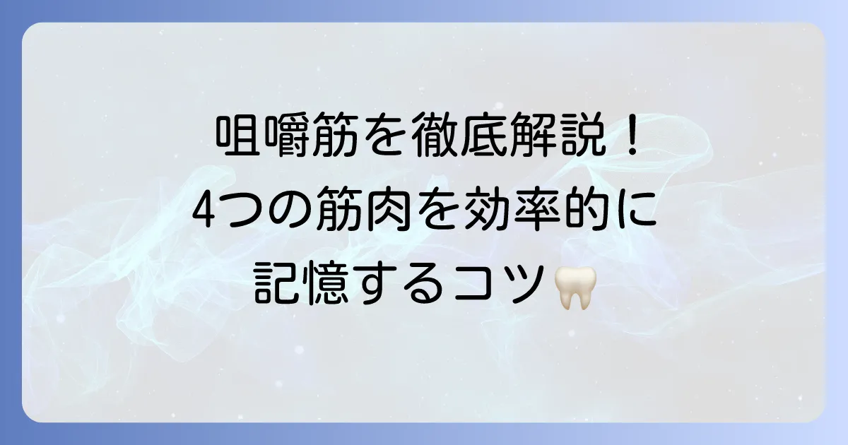 咀嚼筋の覚え方：徹底解説！4つの筋肉を効率的に記憶するコツ