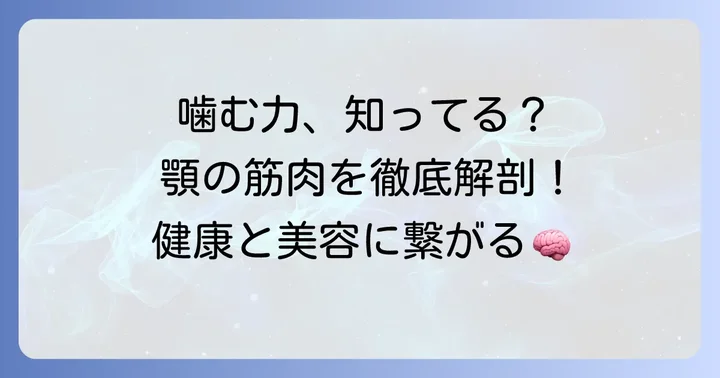 咀嚼筋とは？基本から理解しよう