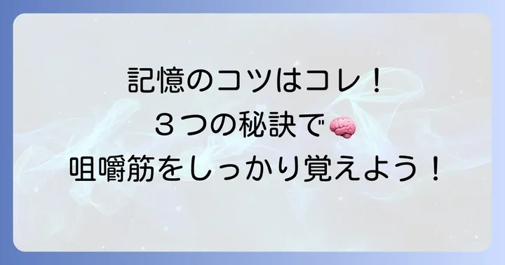 咀嚼筋覚え方のコツ！記憶に定着させる方法
