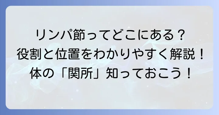 鼠径部リンパ節とは？その役割と位置