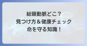 総頸動脈はどこにある？見つけ方と健康チェックの重要性を徹底解説