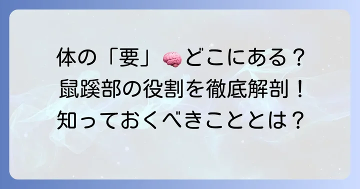 鼠蹊部（鼠径部）の場所と役割