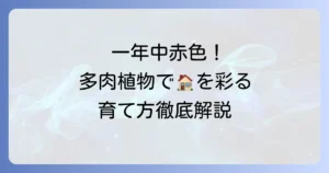 一年中赤い多肉植物の魅力と育て方！おすすめ品種と色を保つコツを徹底解説