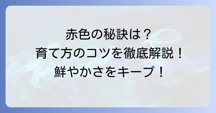 一年中赤い多肉植物の色を鮮やかに保つ育て方のコツ