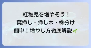 紅稚児の増やし方を徹底解説！葉挿し・挿し木・株分けで簡単に増やすコツ