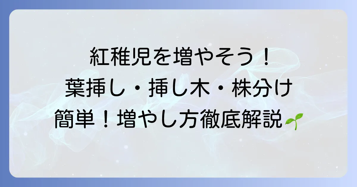 紅稚児の増やし方を徹底解説！葉挿し・挿し木・株分けで簡単に増やすコツ