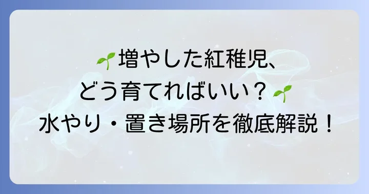増やした紅稚児のその後の管理方法