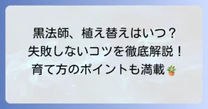 黒法師の植え替え時期を徹底解説！失敗しないためのコツと育て方