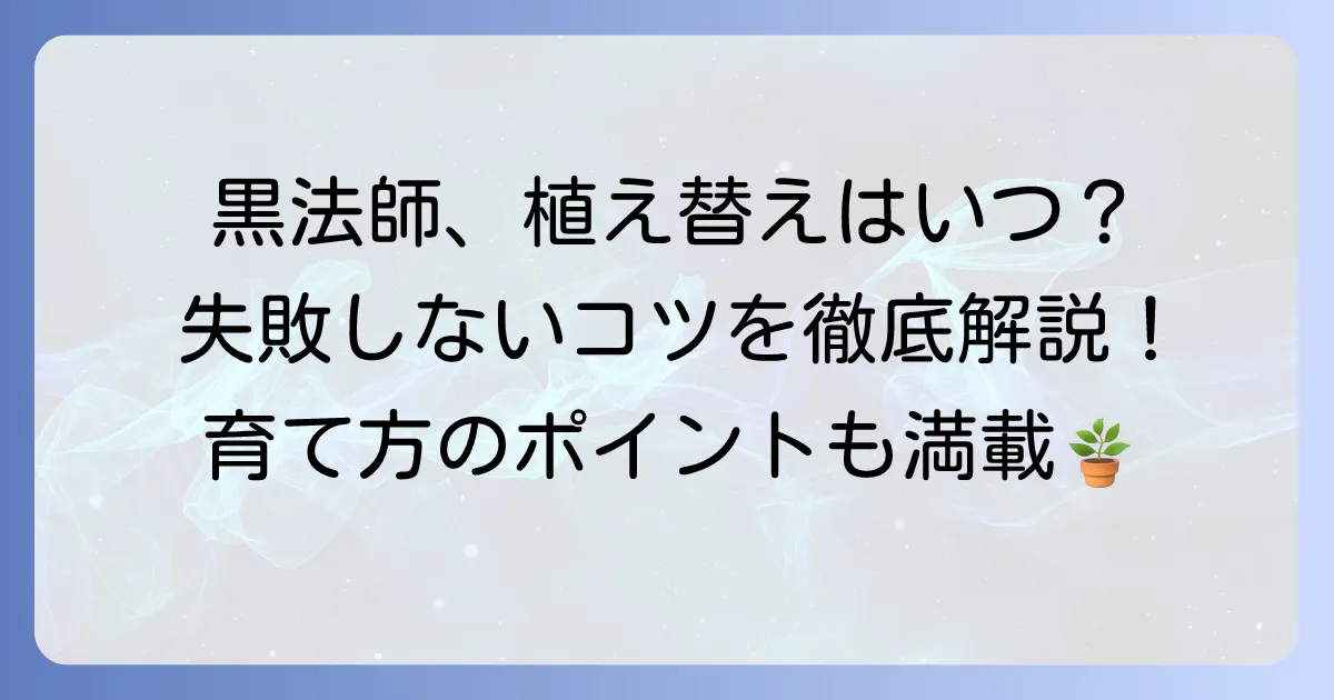 黒法師の植え替え時期を徹底解説！失敗しないためのコツと育て方