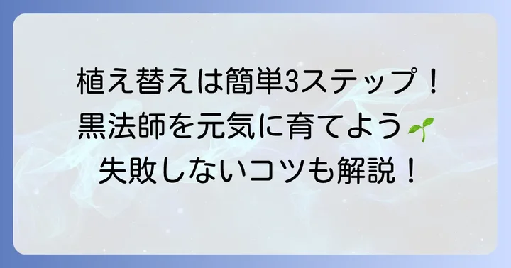 黒法師の植え替え準備と進め方