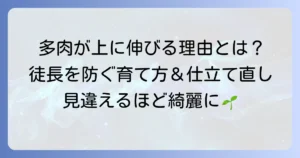 多肉植物が上に伸びる種類と徒長を防ぐ育て方・仕立て直しを徹底解説