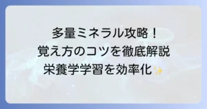 多量ミネラルの覚え方を徹底解説！栄養学の学習を効率化するコツ