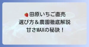 田原いちご直売で絶品いちごを！選び方からおすすめ農園まで徹底解説