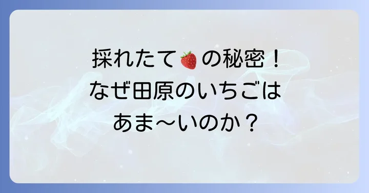 田原のいちご直売が選ばれる理由とは?採れたて鮮度の秘密