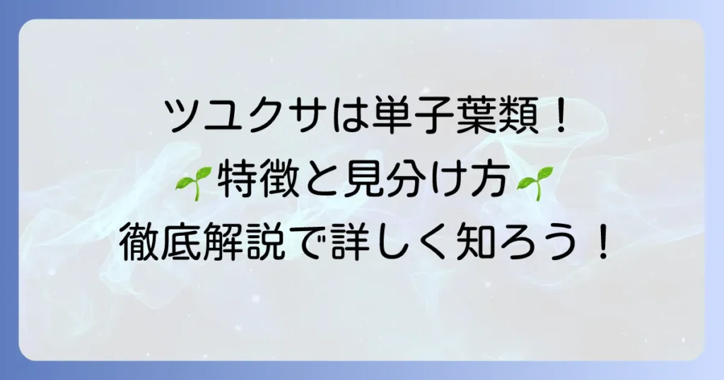 ツユクサは単子葉類！その特徴と見分け方を徹底解説