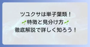 ツユクサは単子葉類！その特徴と見分け方を徹底解説