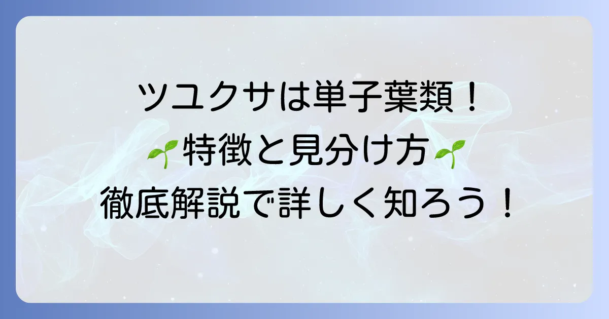 ツユクサは単子葉類！その特徴と見分け方を徹底解説