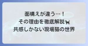 面構えが違う現場猫とは？その独特な魅力と元ネタを徹底解説！