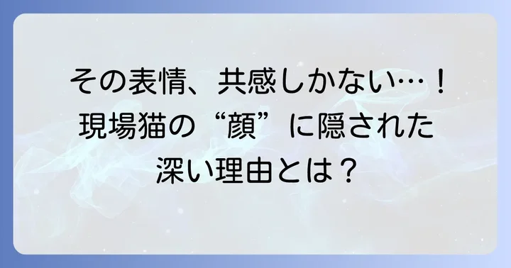 面構えが違う現場猫の正体とは？その独特な表情が生まれる背景