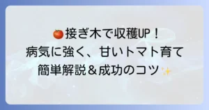 トマト接ぎ木の仕方：徹底解説！病気に強くたくさん収穫するコツと管理