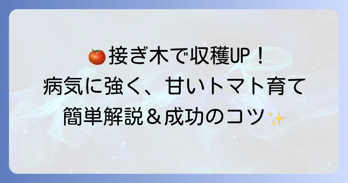 トマト接ぎ木の仕方：徹底解説！病気に強くたくさん収穫するコツと管理