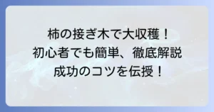 柿の木の接ぎ木方法を徹底解説！時期と道具、成功率を高めるコツ