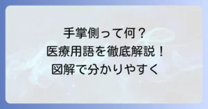 手掌側の読み方と意味を徹底解説！医療現場で役立つ関連用語も