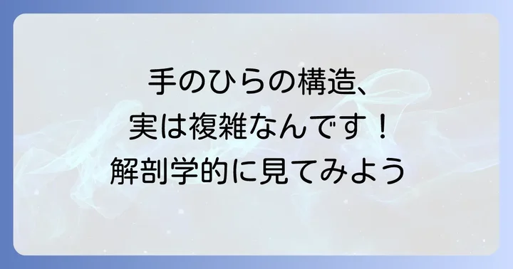 手掌側の解剖学的な位置関係を詳しく解説