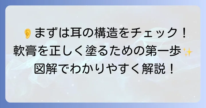 耳の構造を知ることから始める軟膏の塗り方