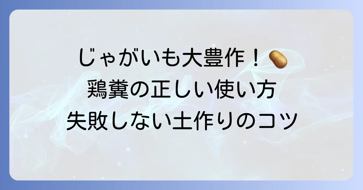 じゃがいもの土作りは鶏糞で豊作!失敗しない施肥方法と栽培のコツ