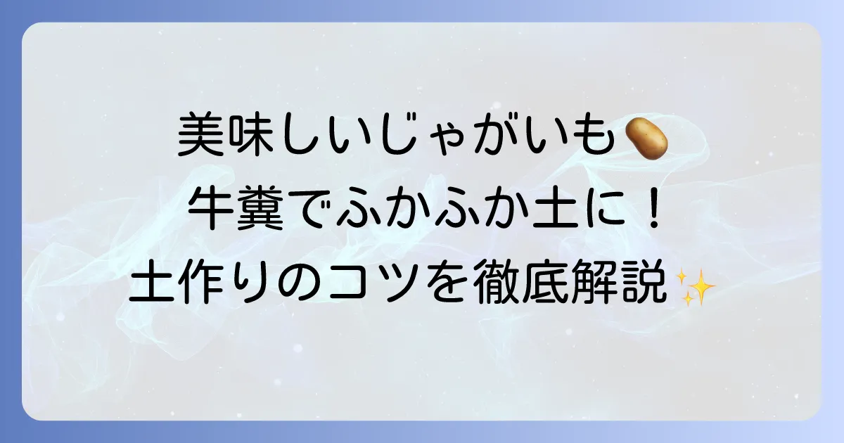 じゃがいもの土作りは牛糞で成功!美味しいじゃがいもを育てる土壌改良のコツ