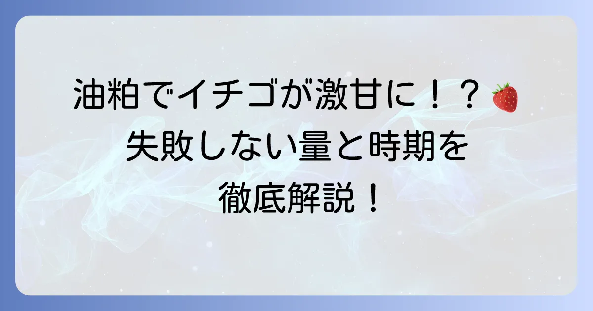 イチゴの追肥に油粕は最適なのか?時期と量、正しい使い方で甘いイチゴを収穫