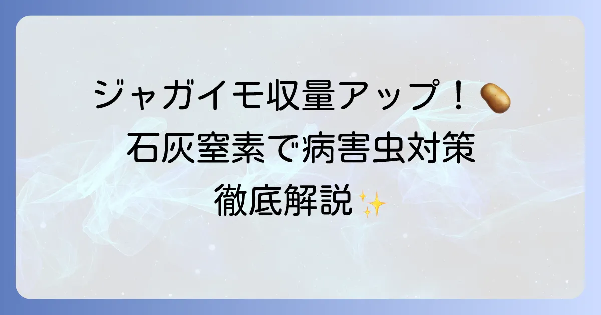 石灰窒素によるジャガイモ栽培のコツ!病害虫対策と収量アップの徹底解説