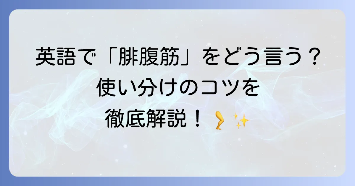 腓腹筋の英語での正しい使い方とは?解剖学名と日常表現を詳しく解説