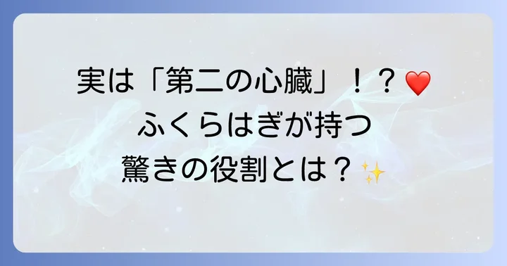 腓腹筋の基本を理解しよう:解剖学と重要な役割