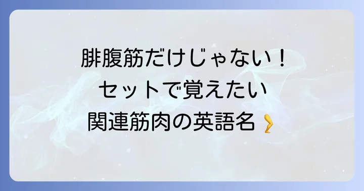 腓腹筋と関連する英語の筋肉名称
