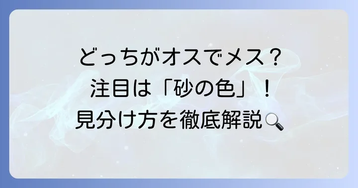 ヒポポタスオスメスの見分け方:砂の色に注目