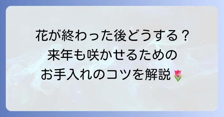 ヒヤシンスの花が終わったら鉢植えはどうする？基本的な管理の進め方