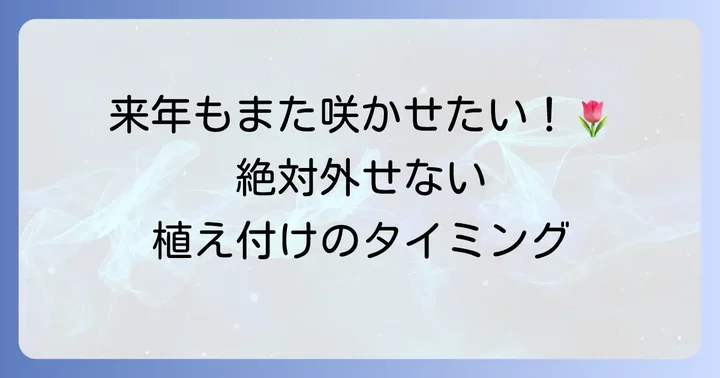 ヒヤシンスの球根を再び植え付ける時期とコツ
