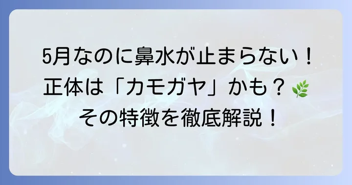 5月も続く花粉の正体はカモガヤかも？イネ科花粉症の基本知識